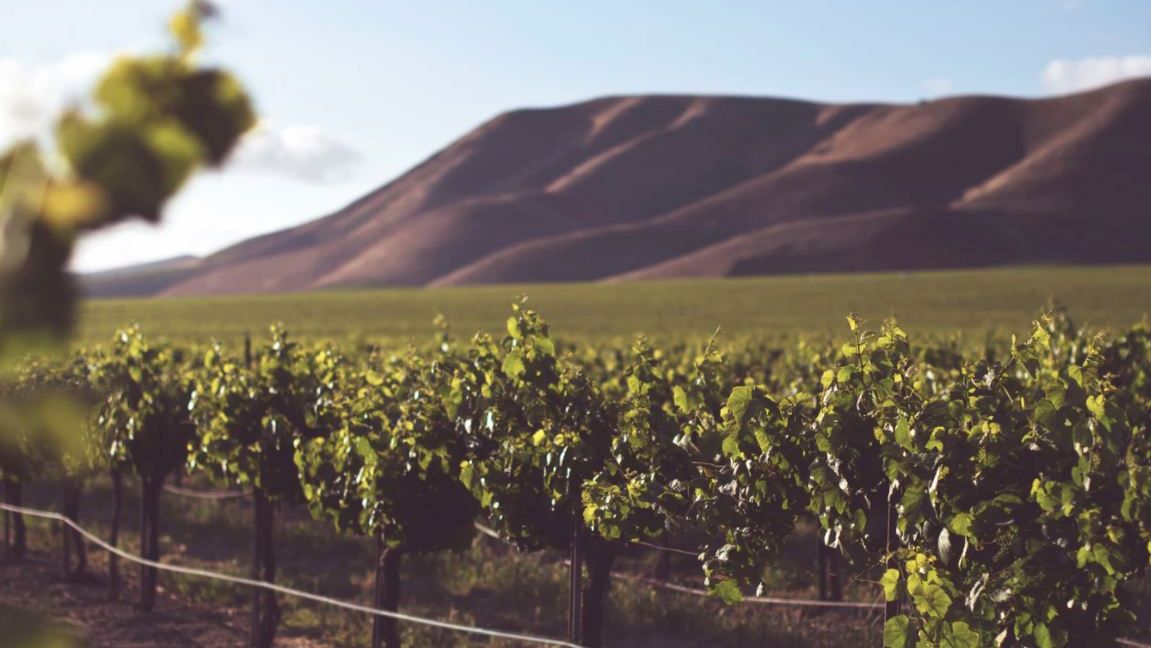 The image shows a vineyard with rows of grapevines in a field, set against the backdrop of rolling hills under a clear sky.