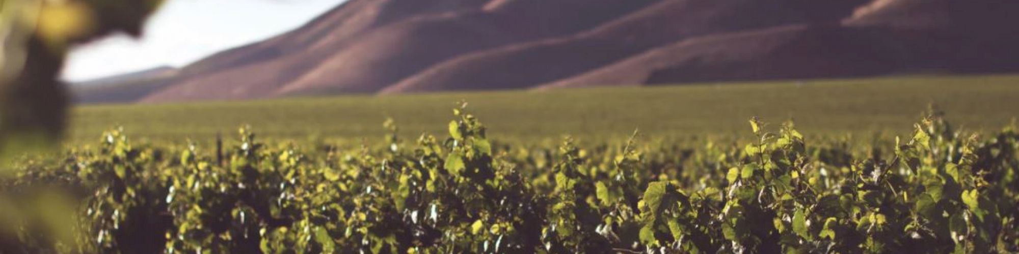 The image shows a vineyard with rows of grapevines in a field, set against the backdrop of rolling hills under a clear sky.