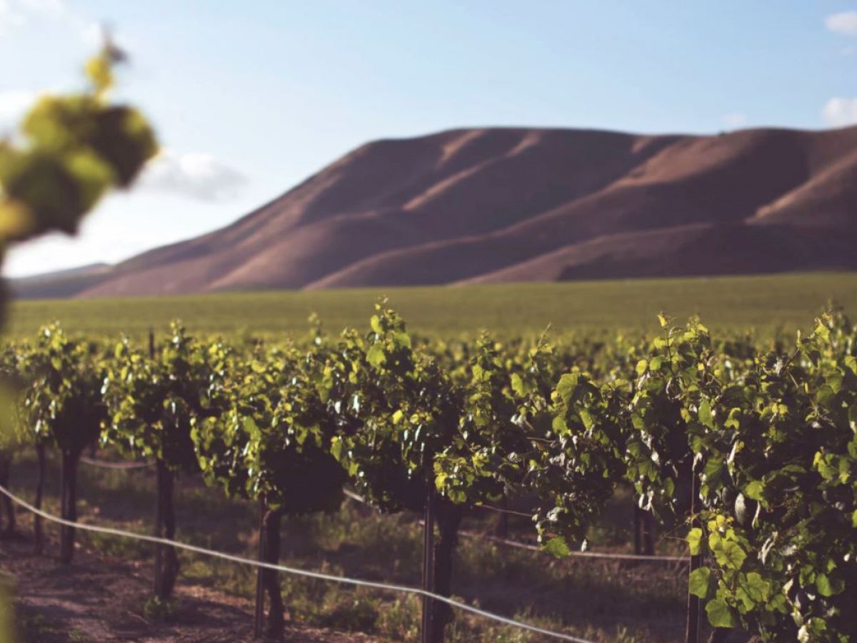 The image shows a vineyard with lush green grapevines set against a backdrop of rolling hills under a partly cloudy sky.